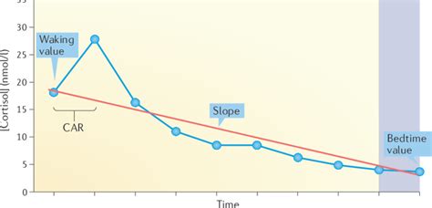 | The diurnal pattern of cortisol output. An overview of the daily ...