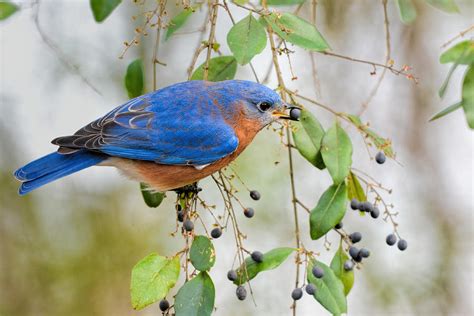 Male Bluebird Eating Berry 011020164716 Photograph By Wildbird