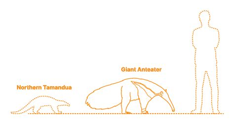 Giant Anteater (Myrmecophaga tridactyla) Dimensions & Drawings ...