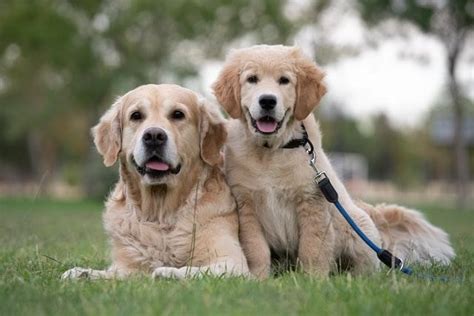 Golden Retriever Weight And Growth Chart