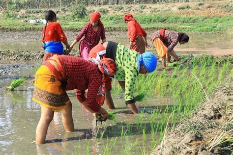 कैलालीमा चैते धान खेतीप्रति किसान आकर्षित १ हजार ८० हेक्टरमा