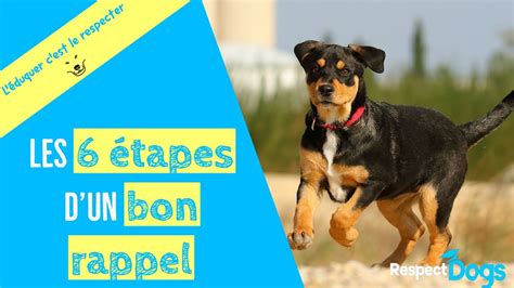 Tapes Pour Apprendre Le Rappel Mon Chien Youtube