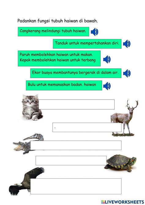 bahagian badan haiwan  worksheet  worksheets