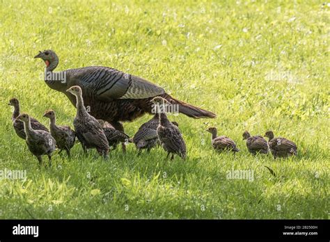 Baby Wild Turkey