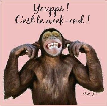 Animaux Singe Singe Youppi C Est Le Week End