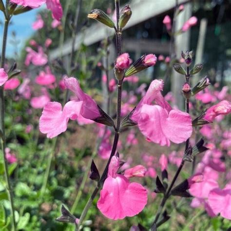 Salvia Microphylla Salvinio Pink