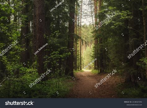 forest images stock  vectors shutterstock