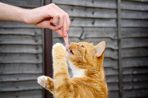 Gato Pode Comer Presunto Veja Aqui Revista Meu Pet