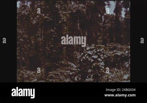 plants  native people  negritos   philippines  stock