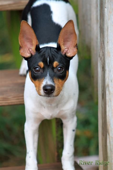 1000+ images about Toy Fox Terriers on Pinterest | Toy fox terriers