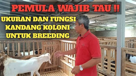 Ukuran Dan Fungsi Kandang Koloni Untuk Breeding Youtube