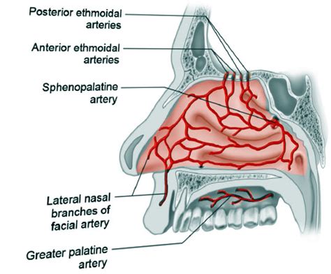 The Nasal Cavity Structure Vasculature Innervation 43 Off