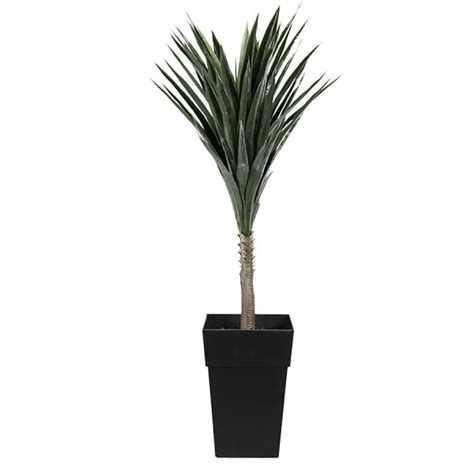 Plantes En Pot Yucca Artificiel En Pot Club Piscine Super Fitness