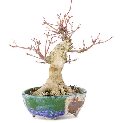 Acer palmatum, 18 cm, ± 15 years old, with a nebari of 45 cm - Bonsai Plaza