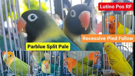 Vlog159 Parblue Split PaleLutino Pos RF Recessive Pied FallowDito