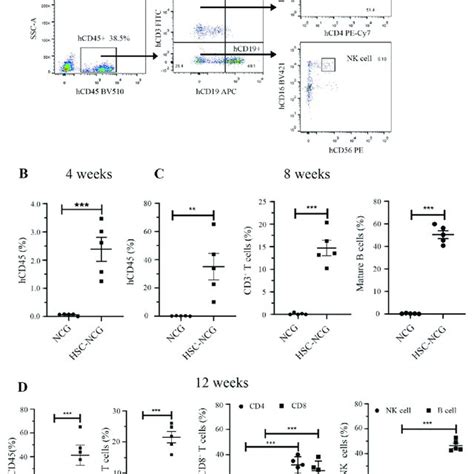 Monitoring The Progress Of The Humanized Mouse Model By Detecting Human