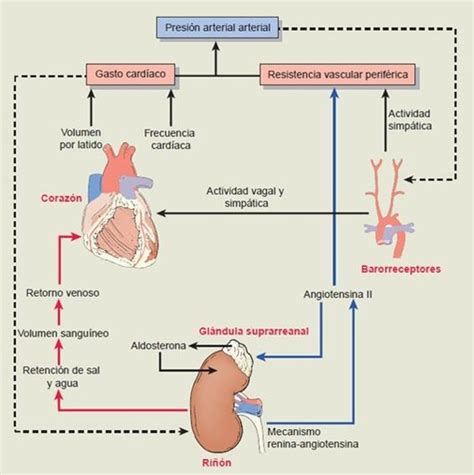 01 Presión Arterial Arterial Enfermería