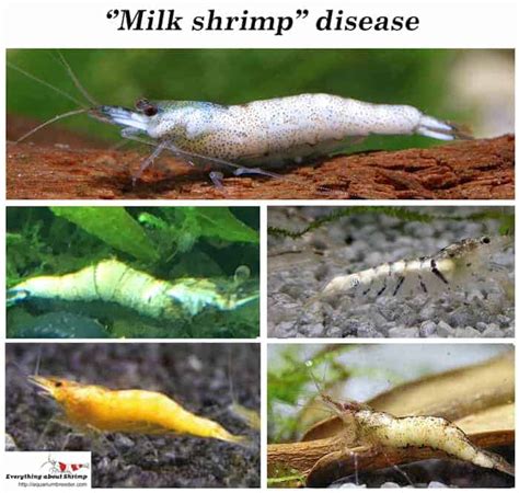 Understanding Dwarf Shrimp Diseases And Parasites Shrimp And Snail