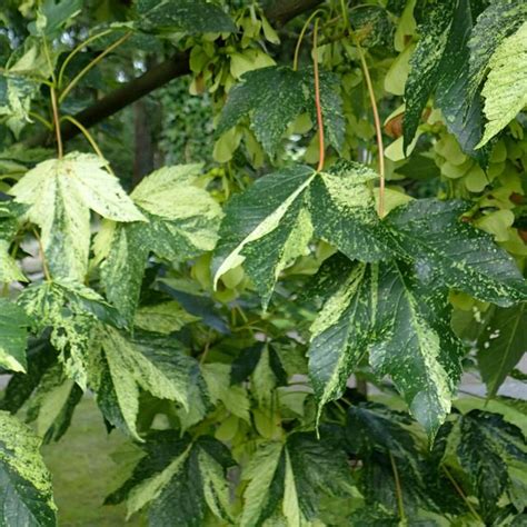 Rable Sycomore Leopoldii Acer Pseudoplatanus Au Feuillage Panach De