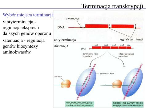 Ppt Genetyka Ogólna Powerpoint Presentation Free Download Id1435031