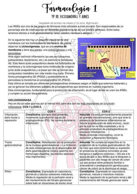 Eicosanoides Y AINES Glomerulito UDocz