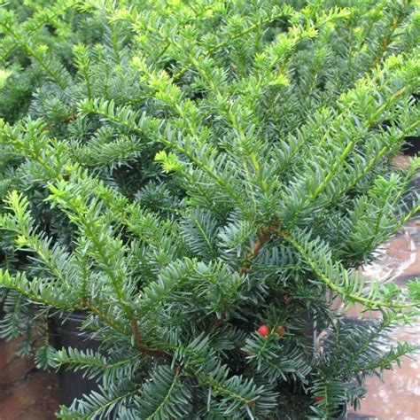 Taxus cuspidata 'Nana' - Multiplants