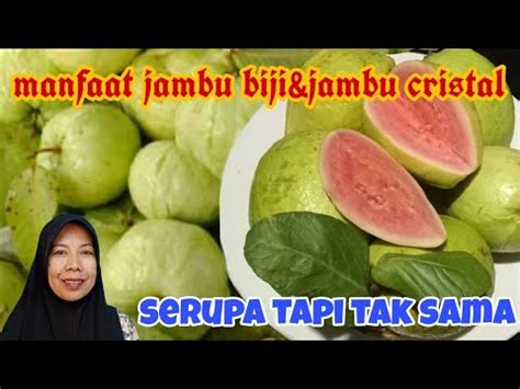 PERBEDAAN JAMBU BIJI MERAH JAMBU CRISTAL DIFFERENCES OF RED GUAVA