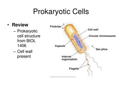 Ppt Origin Of Life And Prokaryotes Powerpoint Presentation Free