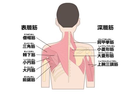 【つらい肩のこりや痛みに効く】ガチガチの肩甲骨をほぐす「座ってできる肩こり改善ストレッチ2選」 ヨガジャーナルオンライン