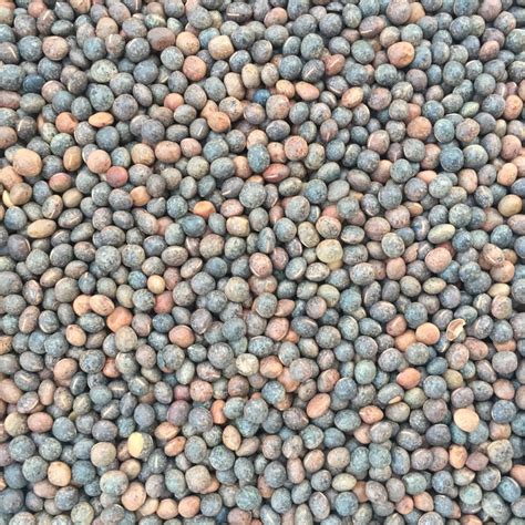 Common Vetch Cover Crop Seed - Concentrates, Inc.