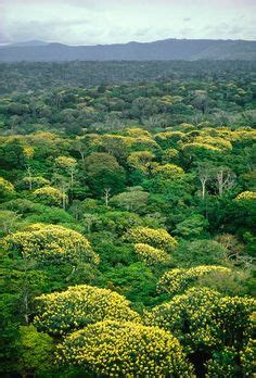 9 Best Congo Rainforest images | Congo rainforest, Congo, African culture