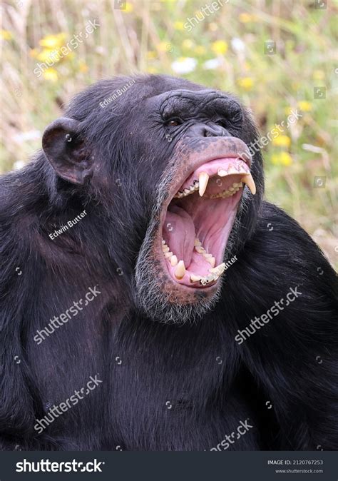 Monkey Screaming