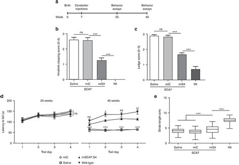 S Treatment Improves Ataxia Phenotypes A Experimental Scheme For