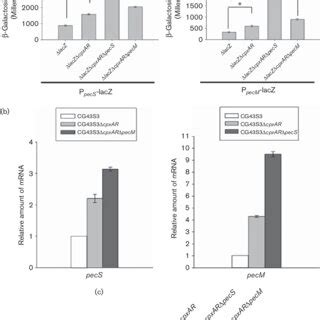 Model Of CpxAR Dependent PecSM Regulation On Type 1 Fimbriae