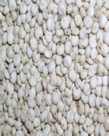 Sorghum Snow White At Best Price In Rajkot By Vibgyor Agro Commodities