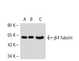 β Tubulin Antibody 3F3 G2 SCBT Santa Cruz Biotechnology