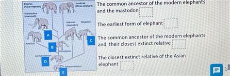 Solved Elephas (Asian elephant) Mammuthus (mammoth) A And | Chegg.com