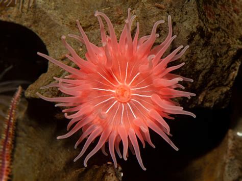 Sea Anemone - Facts and Beyond | Biology Dictionary