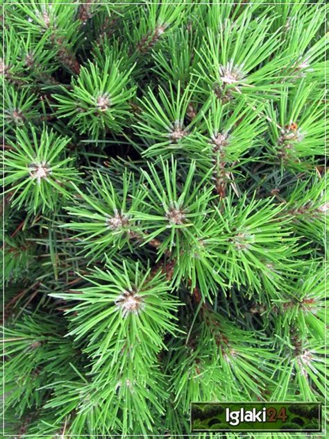 Pinus Nigra Brepo Sosna Czarna Brepo Pinus Nigra Pierrick Bregeon