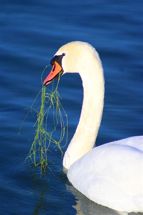 Swan Lake Aquatic Plant Free Photo On Pixabay Pixabay