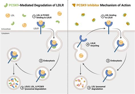 PCSK9 Inhibitors | BioRender Science Templates