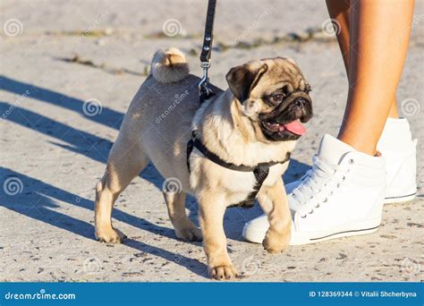 New Born Pug Dog Playing Outdoorsportrait Of Beautiful Male Pug Puppy