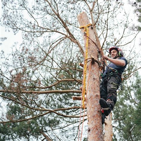 Tree Surgeon Sheffield Aussie Tree Care