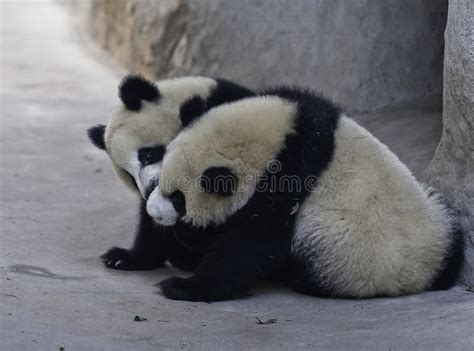 Panda Cubs stock image. Image of china, wildlife, nature - 27278257