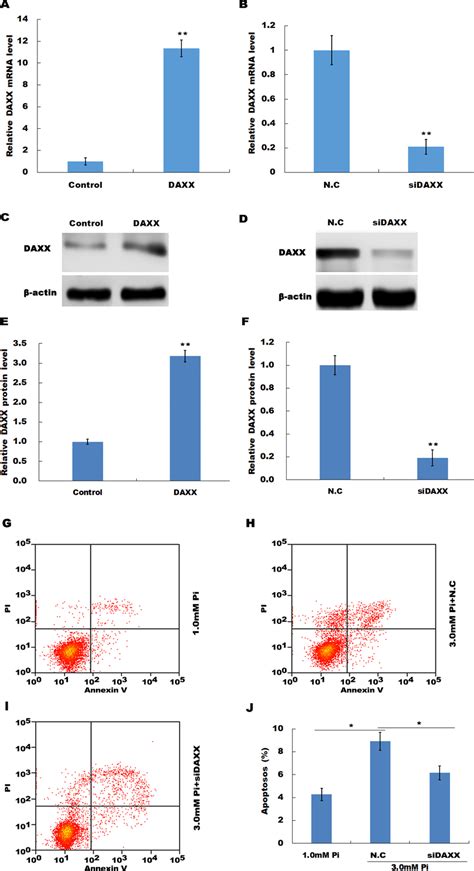 DAXX Mediated High Pi Induced Endothelial Cell Apoptosis A C And E