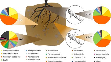 Frontiers Novel Strategies For Soil Borne Diseases Exploiting The