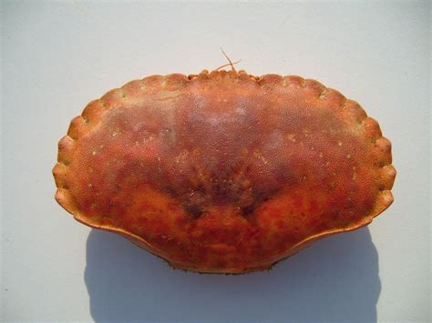 Free Picture Large Edible Crab Carapace