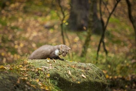 Czerwony rogacz w maedow zdjęcie stock Obraz złożonej z natura 108194178