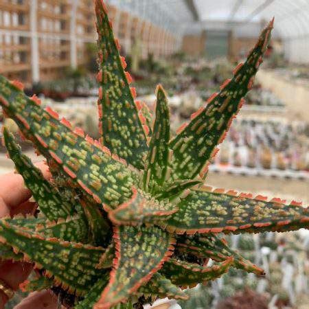 Aloe Cv Vito Giromagi Cactus And Succulents