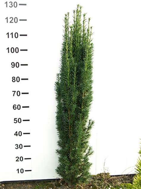 Taxus baccata Fastigiata Robusta Säulen Eibe 100 125 cm mit Ballierung